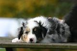 BERGER AUSTRALIEN PUPPIES 880